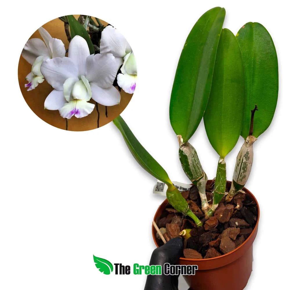 Cattleya Dolosa “Kenny”