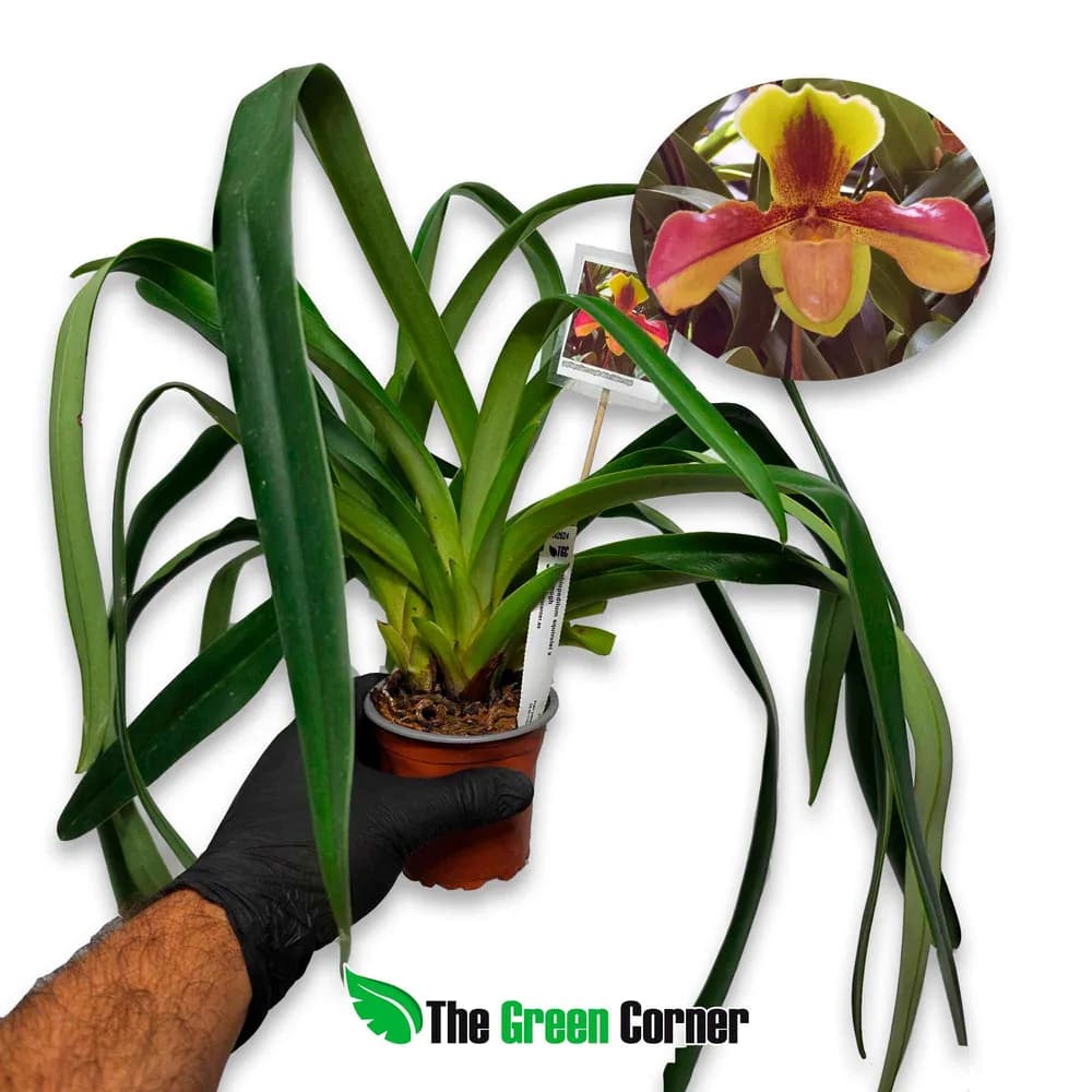Paphiopedilum esquirolei x Bidborough