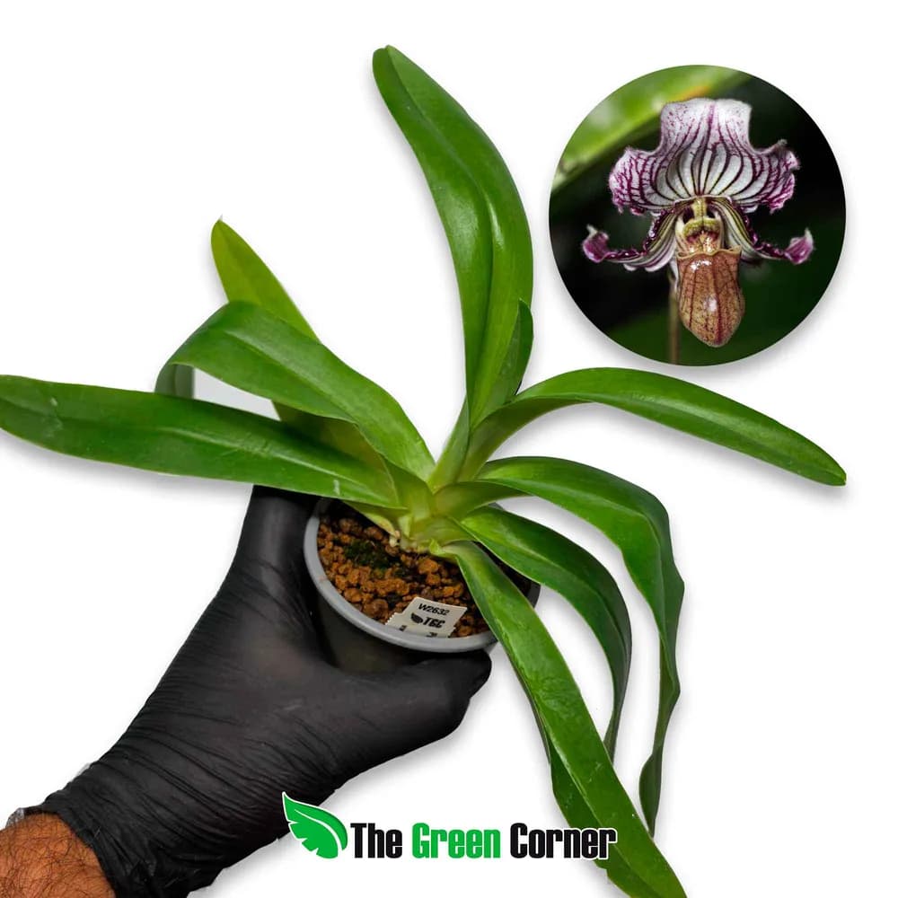 Paphiopedilum fairrieanum
