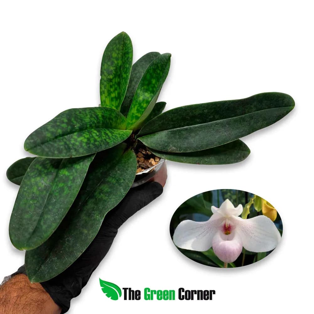 Paphiopedilum In-Charm Handel