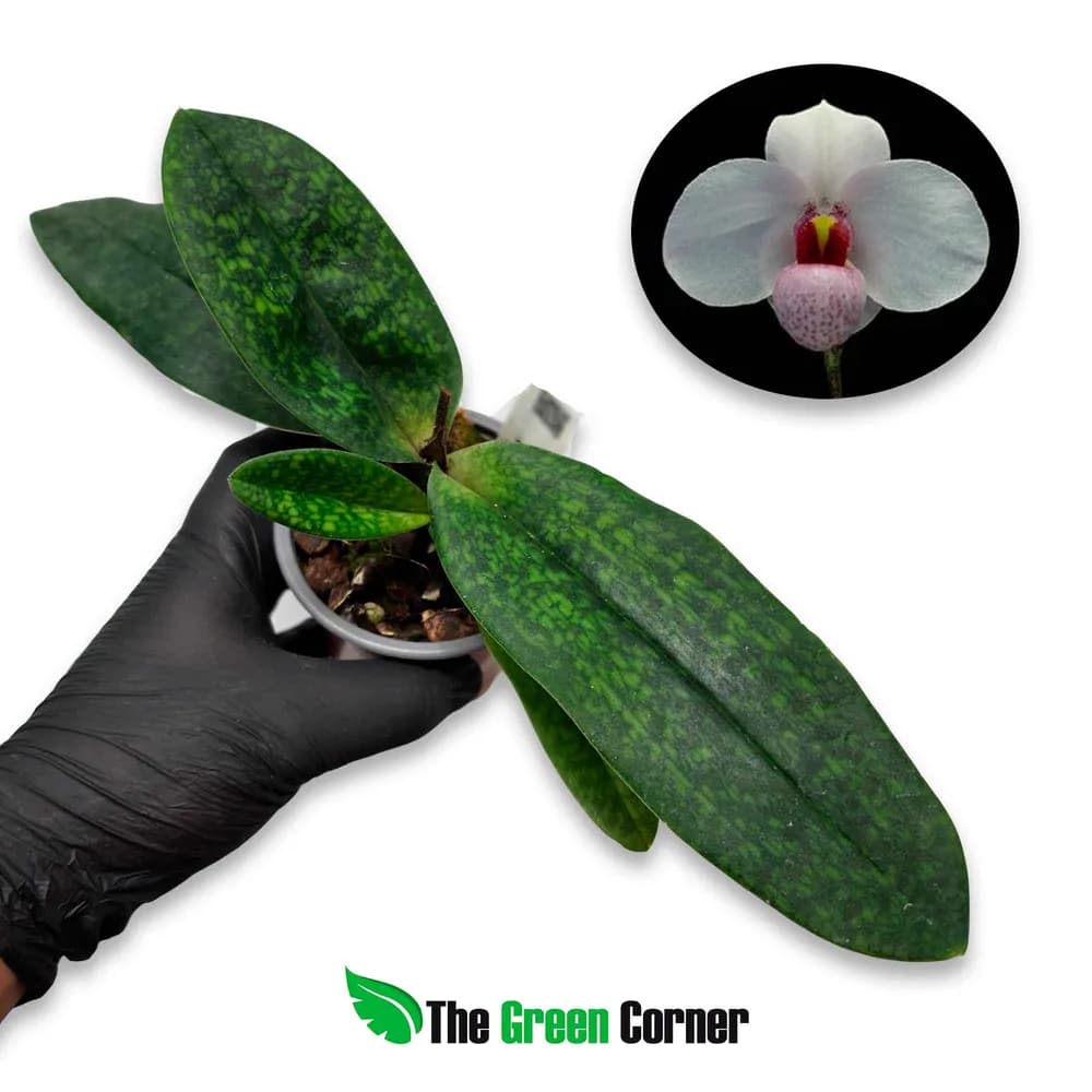 Paphiopedilum Joyce Hasegawa