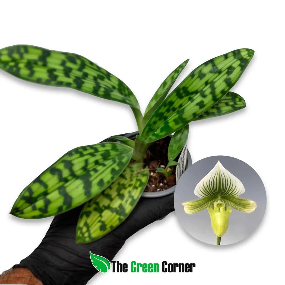 Paphiopedilum Maudiae