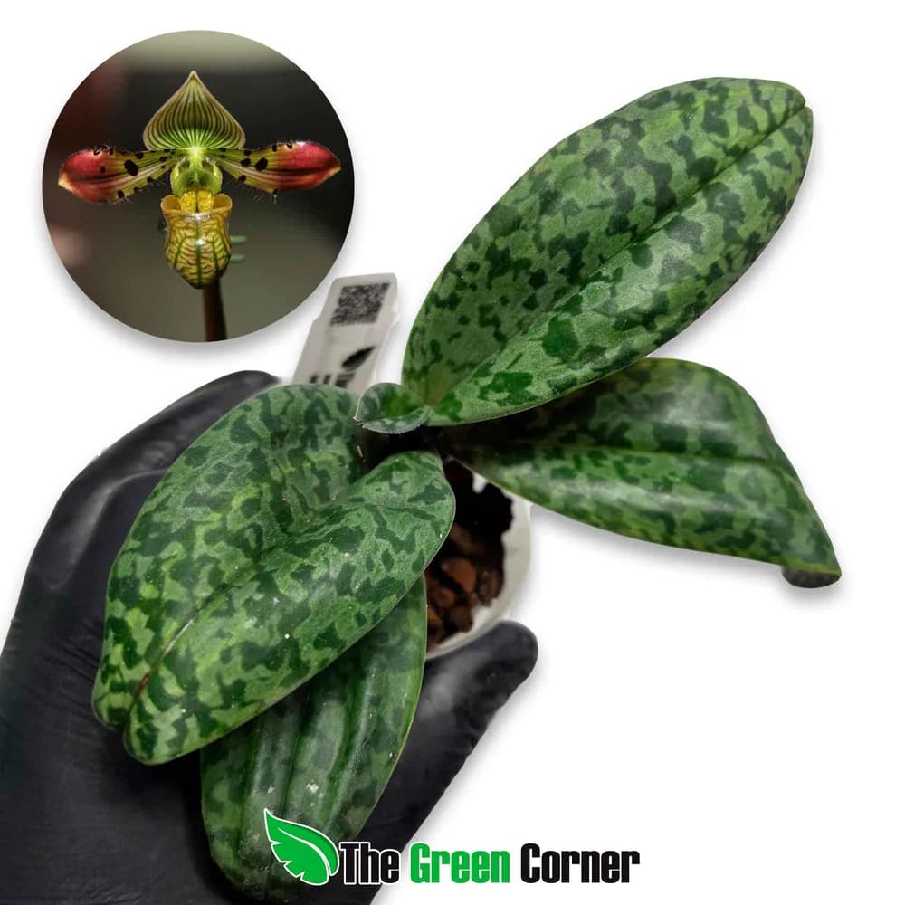 Paphiopedilum venustum