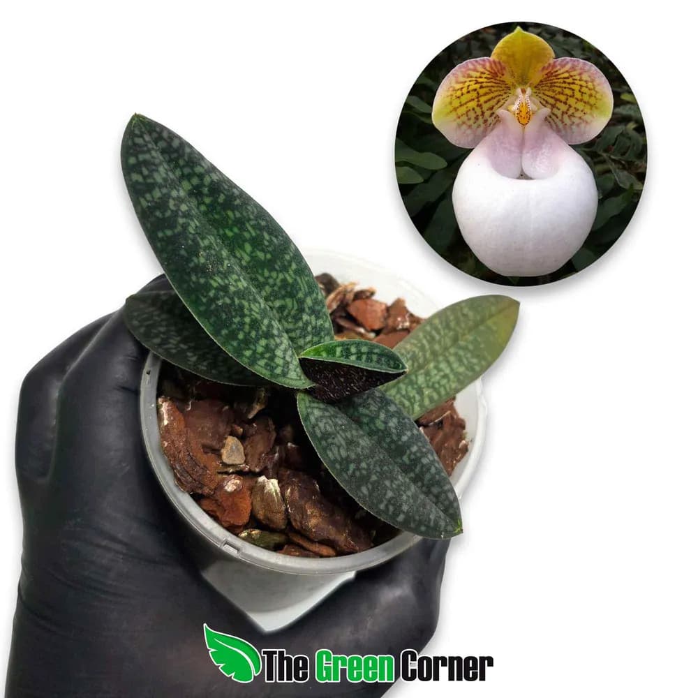 Paphiopedilum micranthum var. eburneum