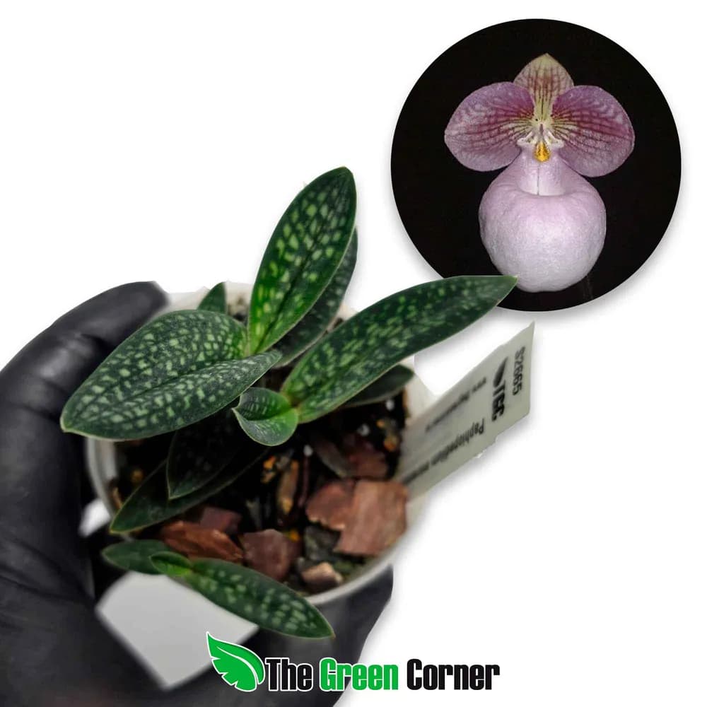 Paphiopedilum micranthum tipo