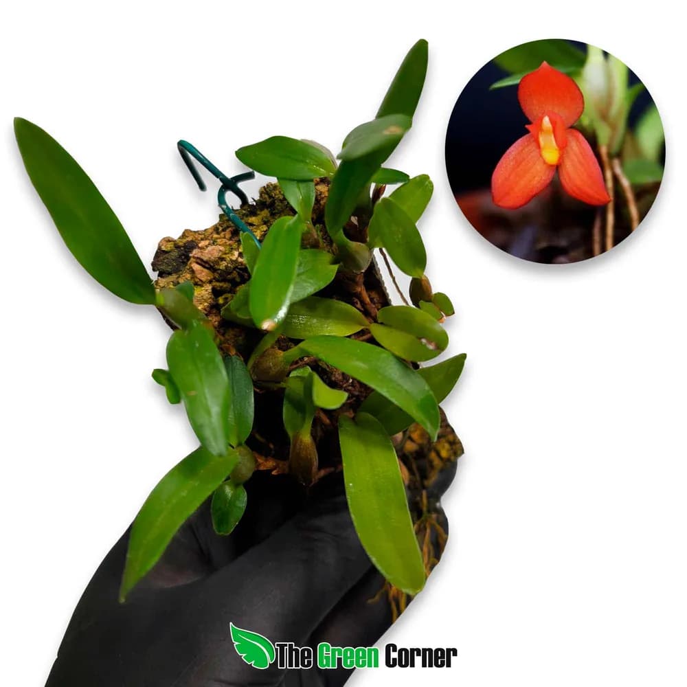 Maxillaria sophronitis