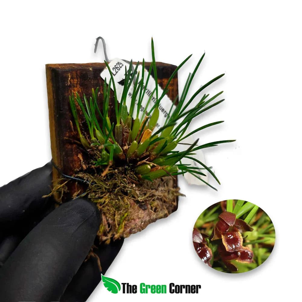 Maxillaria juergensii