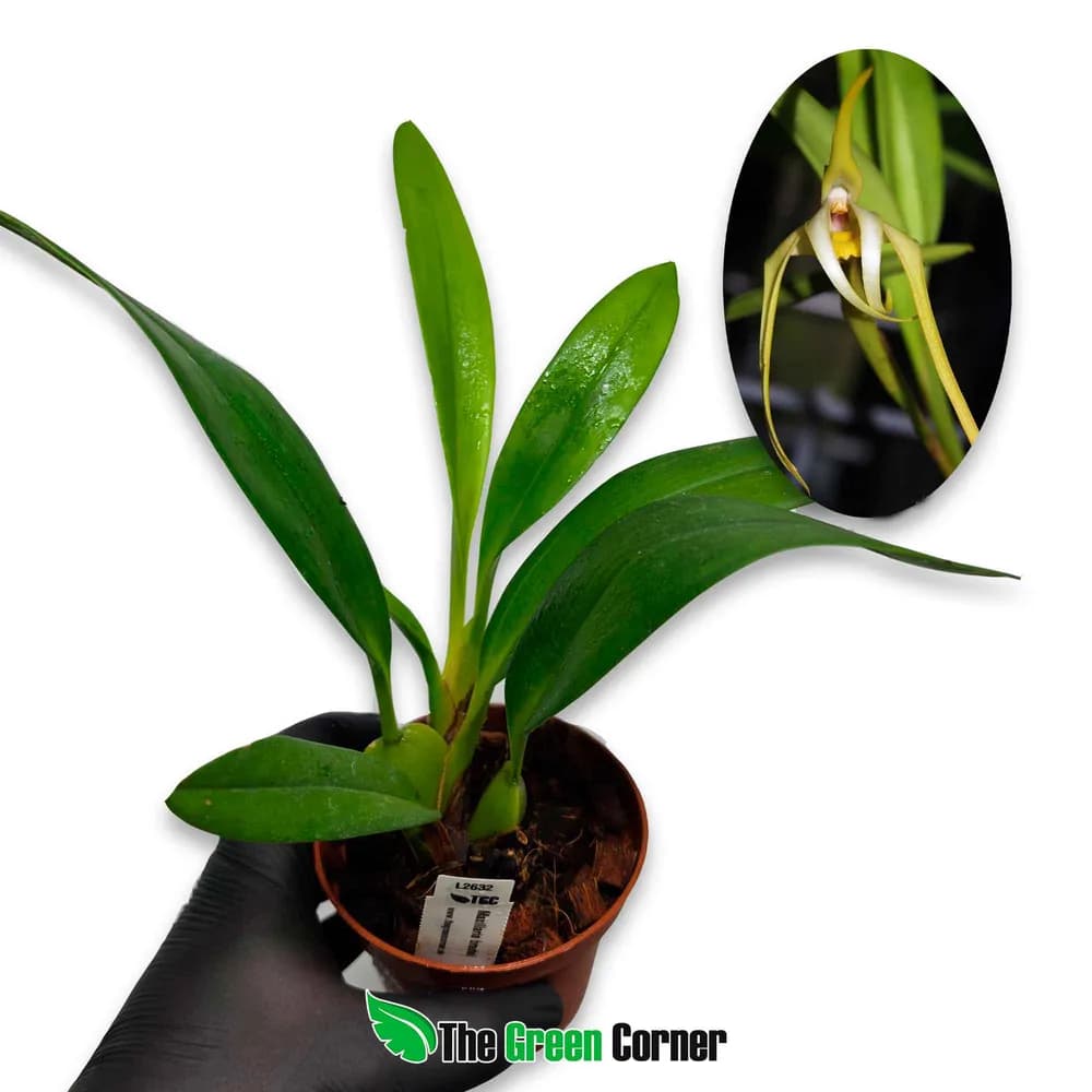 Maxillaria bradei