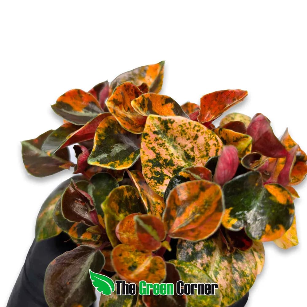 Peperomia 'Crème Brûlée'