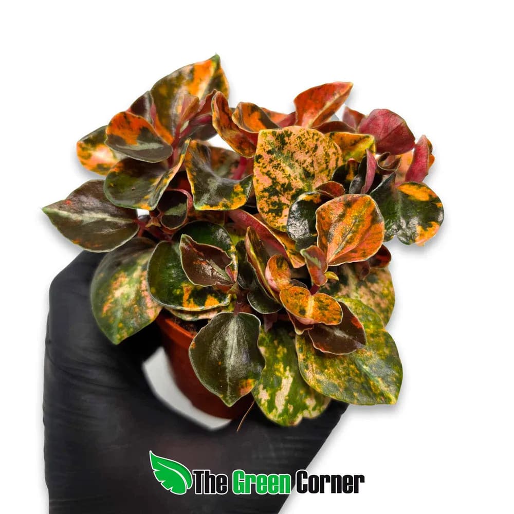 Peperomia 'Crème Brûlée'
