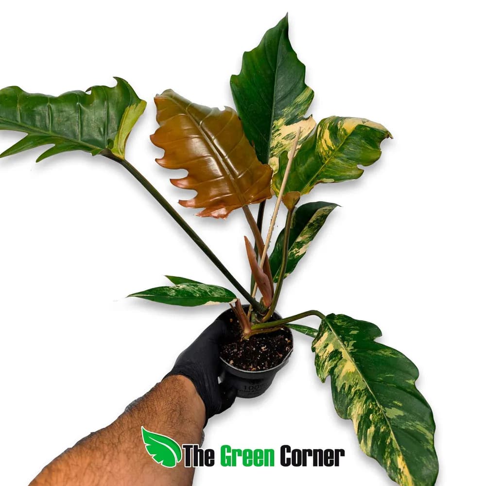 Philodendron 'Caramel Marble'