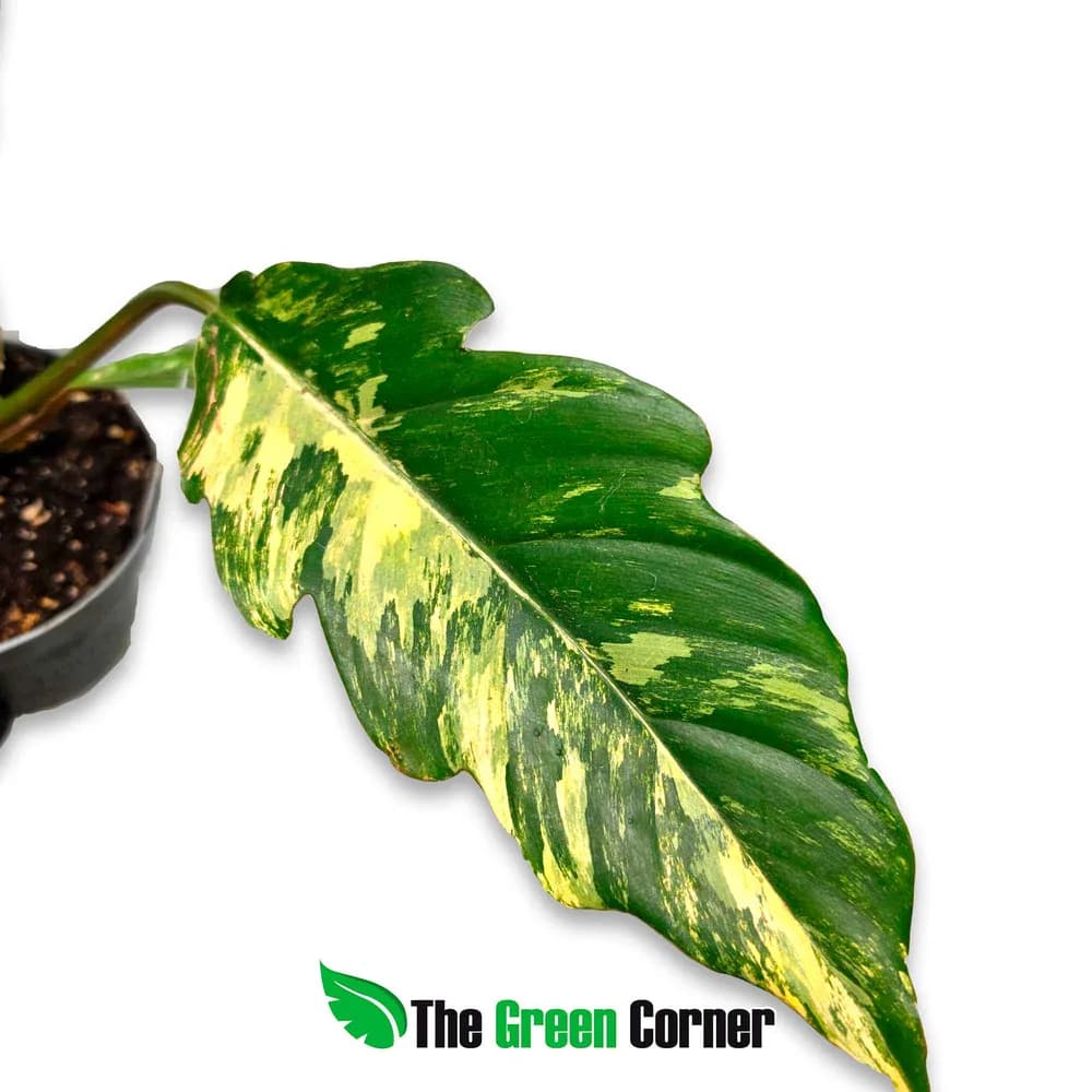 Philodendron 'Caramel Marble'