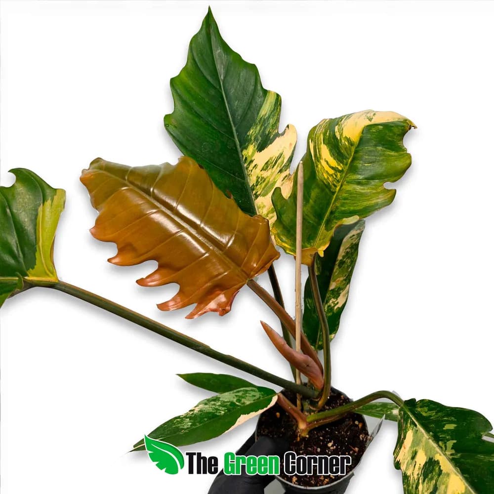 Philodendron 'Caramel Marble'