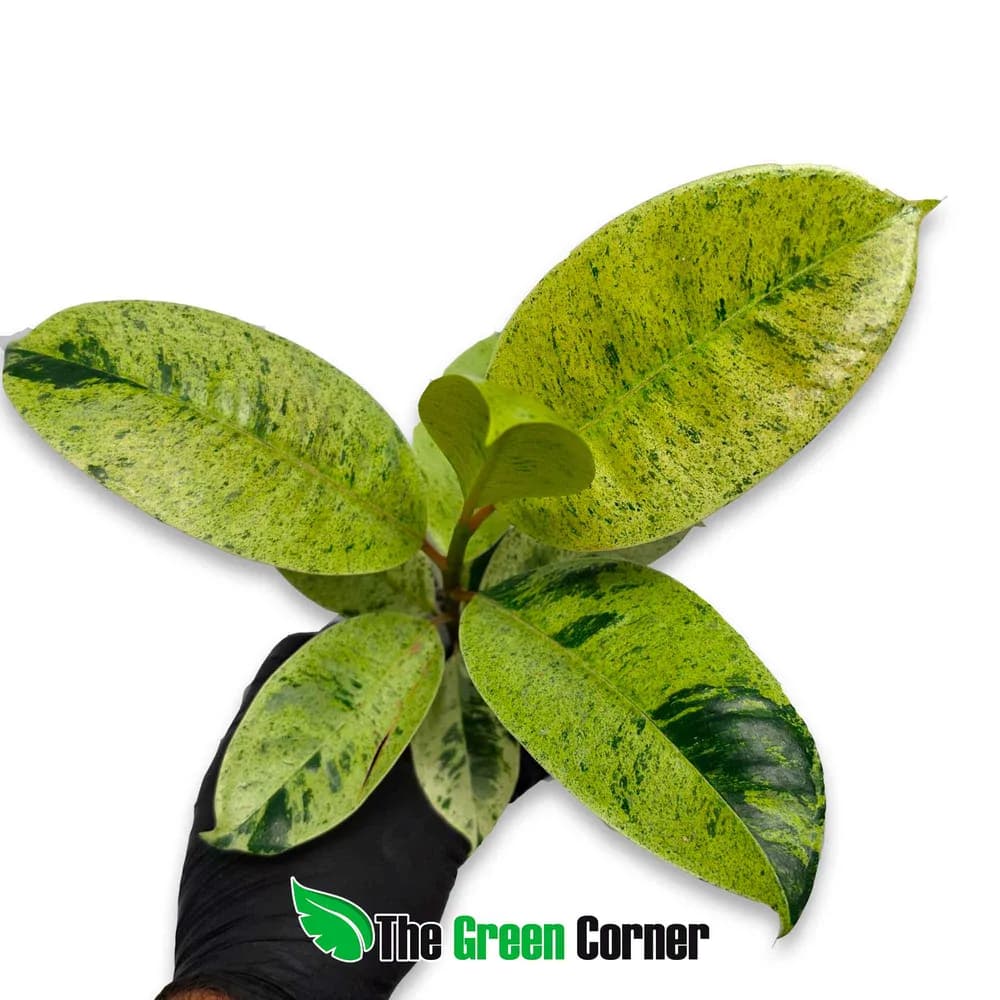 Ficus elastica 'Shiveriana Moonshine'