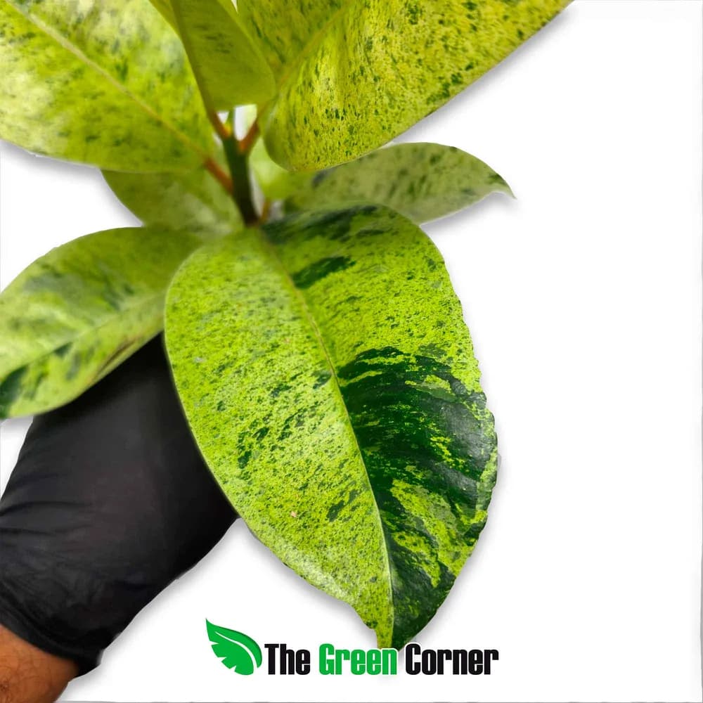 Ficus elastica 'Shiveriana Moonshine'
