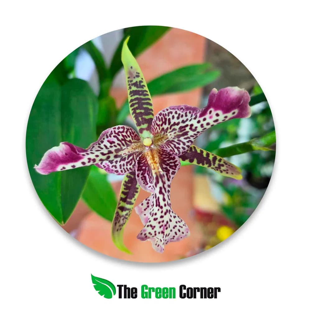 Cambria Hibrida Brassia Peloric