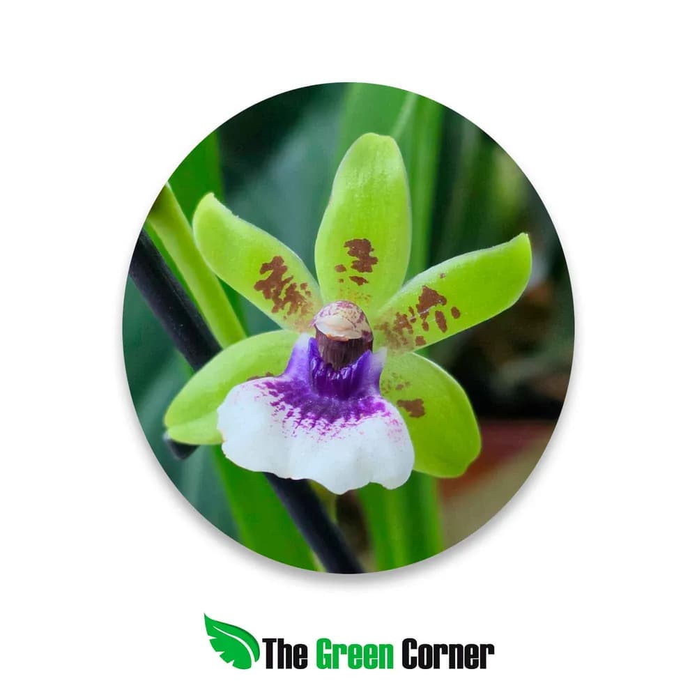 Cambria Hibrida Zygopetalum verde flor pequeña