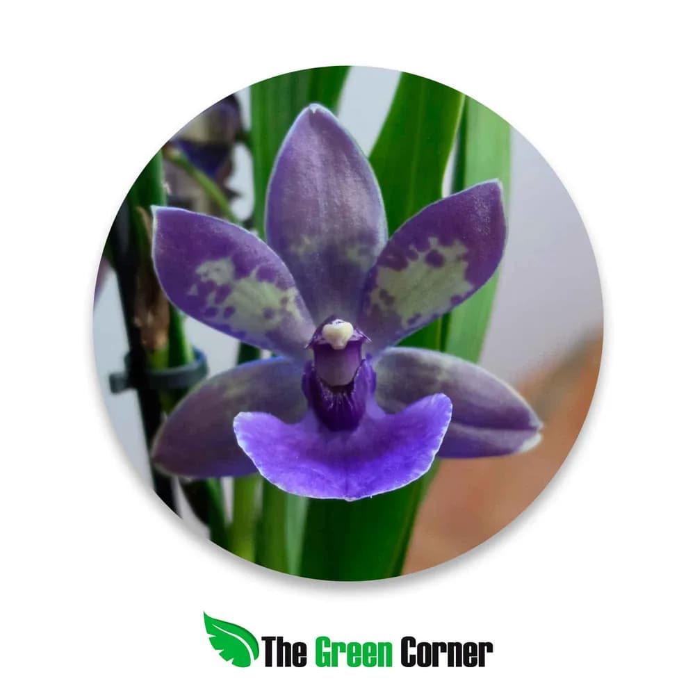 Cambria Hibrida Zygopetalum Azul pastel