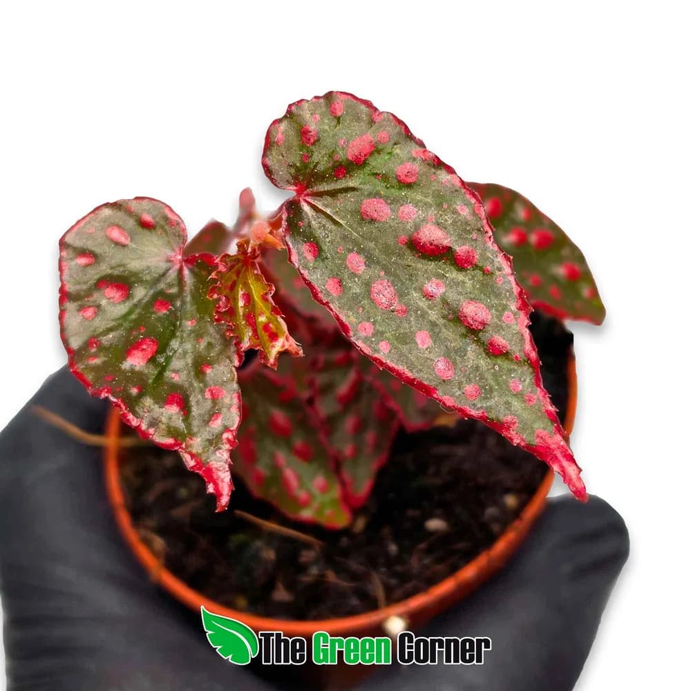 Begonia 'Pink Lady'