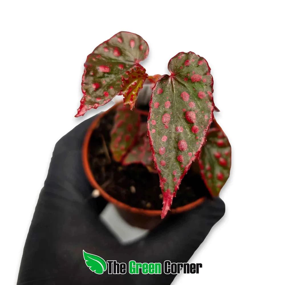 Begonia 'Pink Lady'