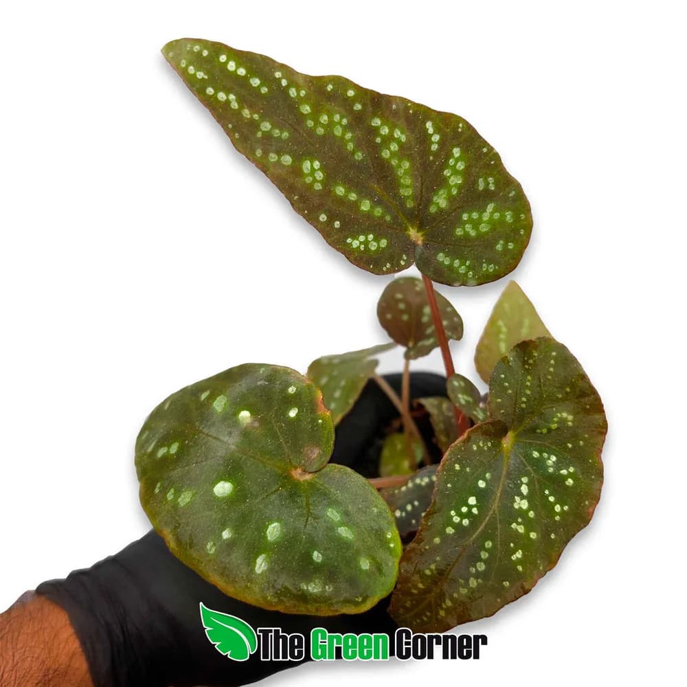 Begonia 'Pandora'