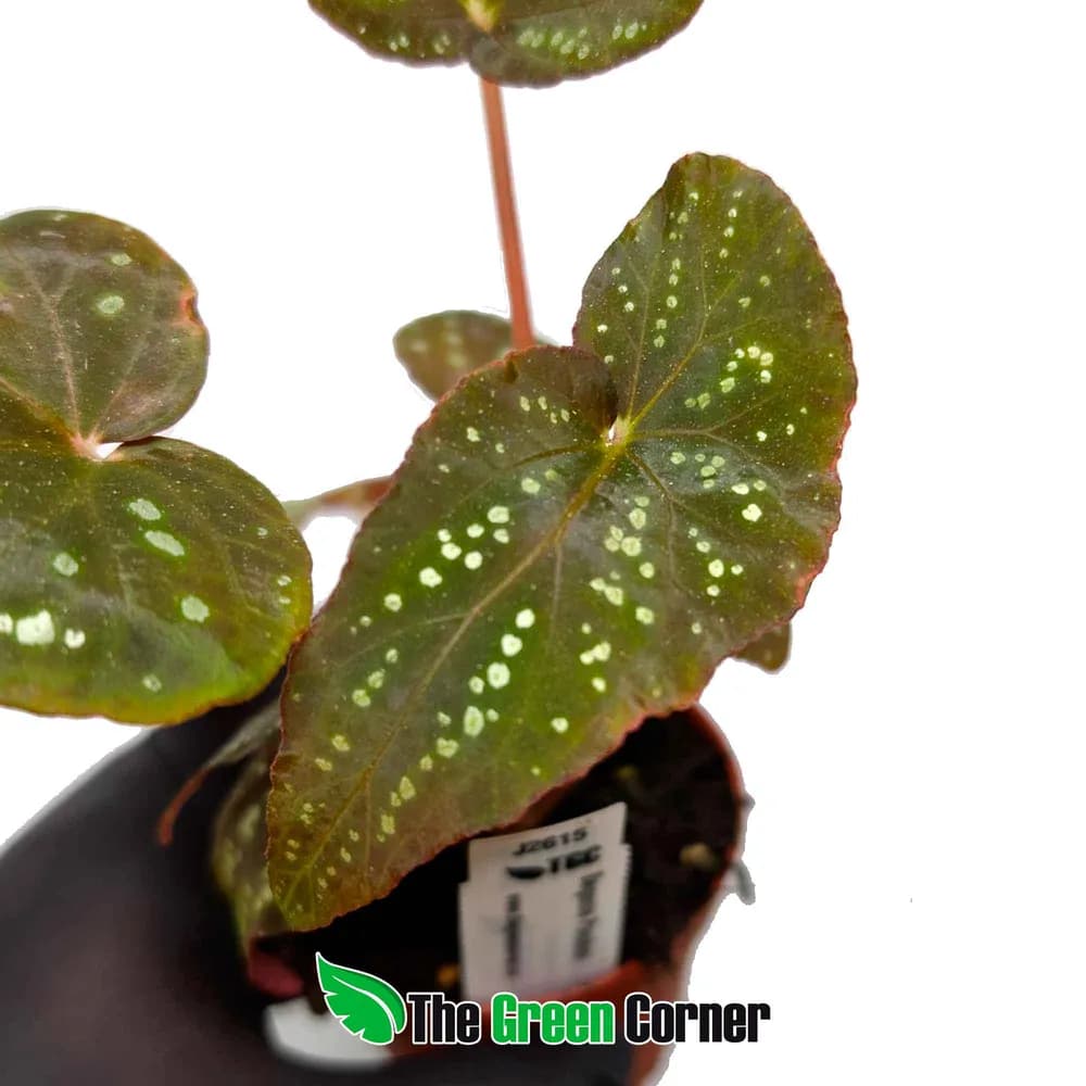 Begonia 'Pandora'