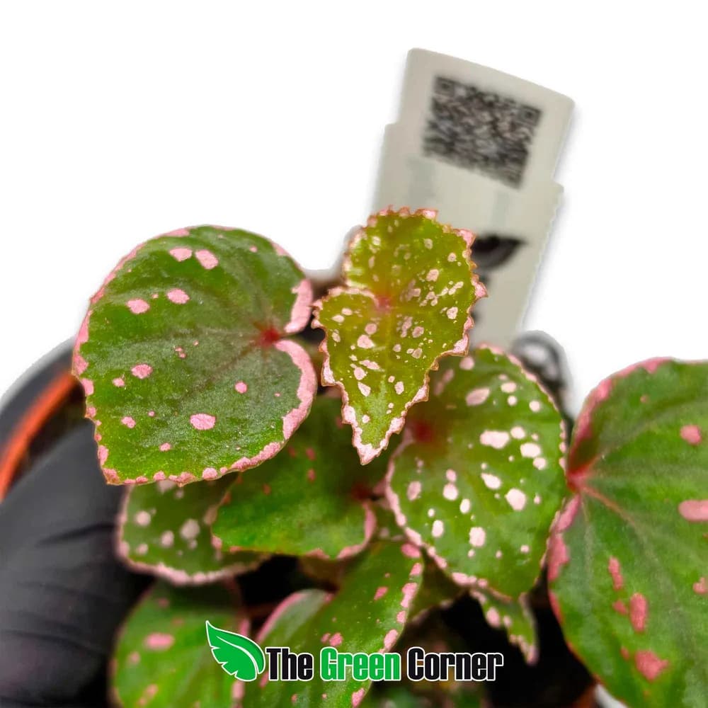 Begonia sp. 'Muara Wahau'