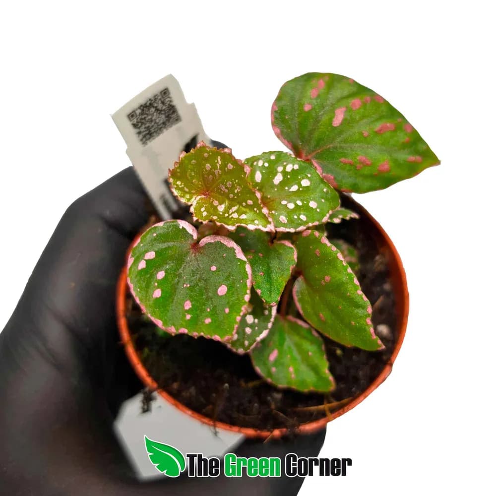 Begonia sp. 'Muara Wahau'