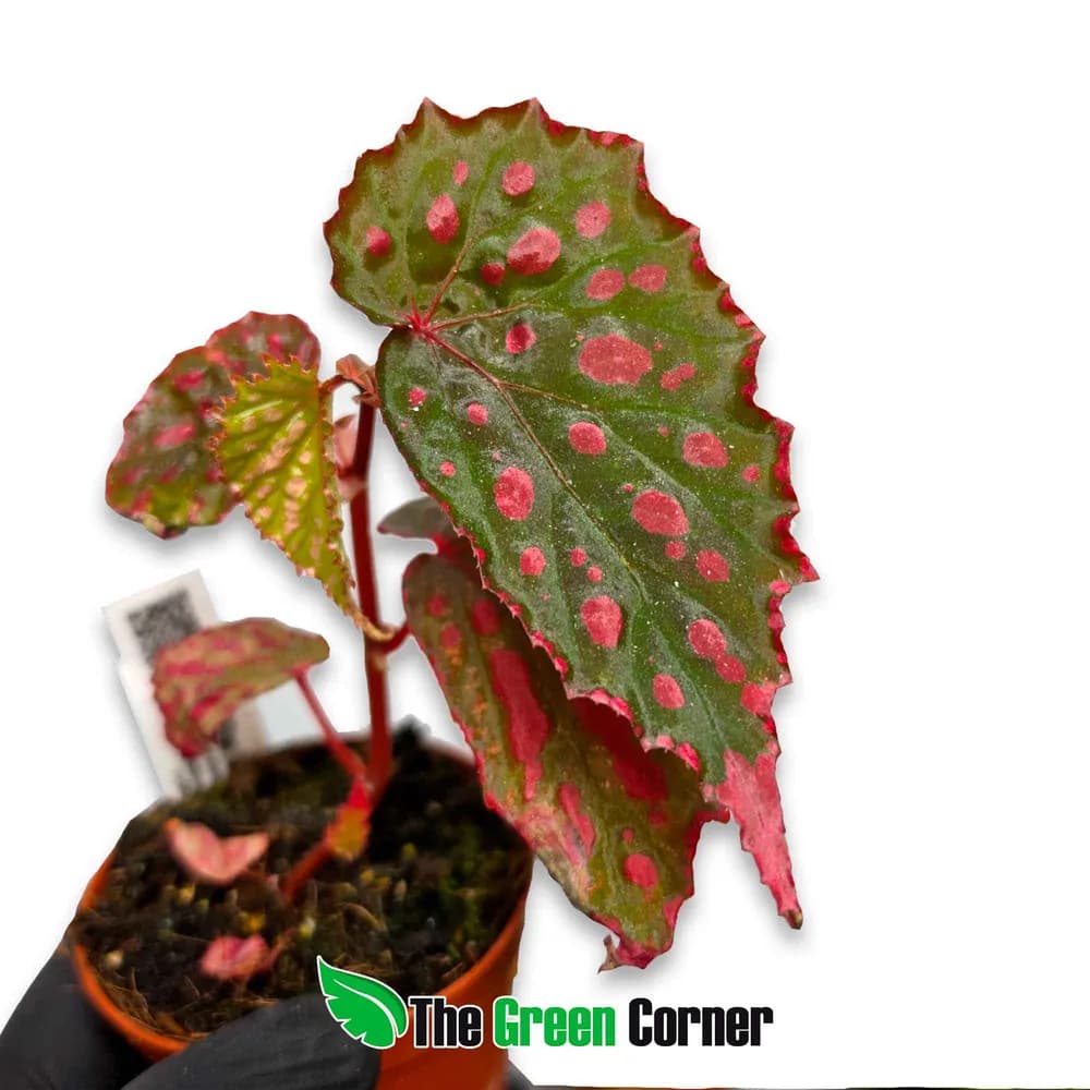 Begonia 'Mila's Miracle'