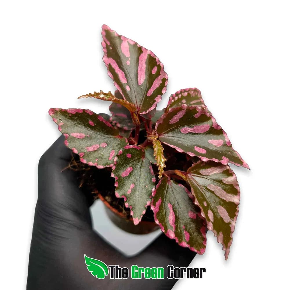 Begonia sp. 'Julau'