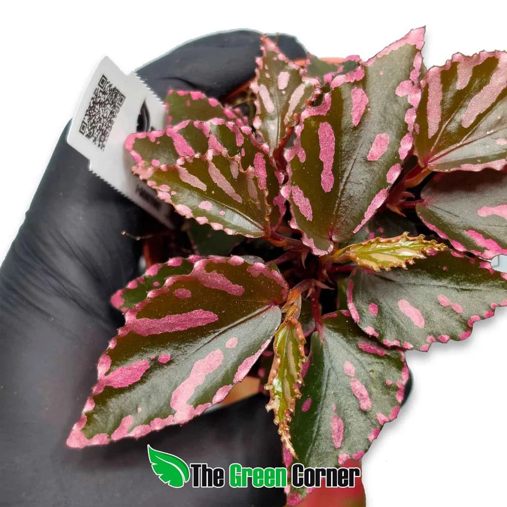 Begonia sp. 'Julau' 2