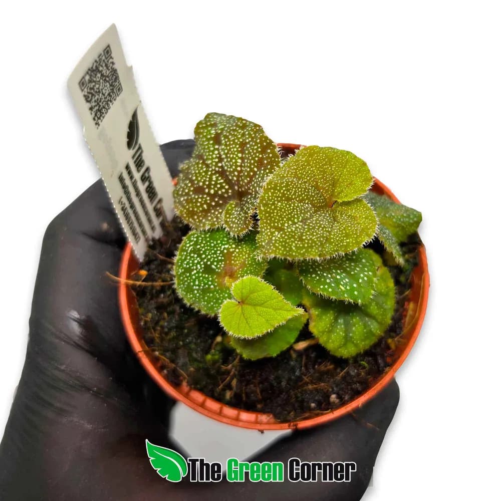 Begonia curtsissi Galaxy