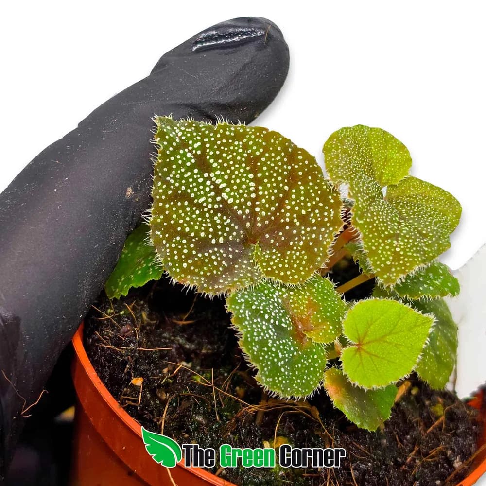 Begonia curtsissi Galaxy 2
