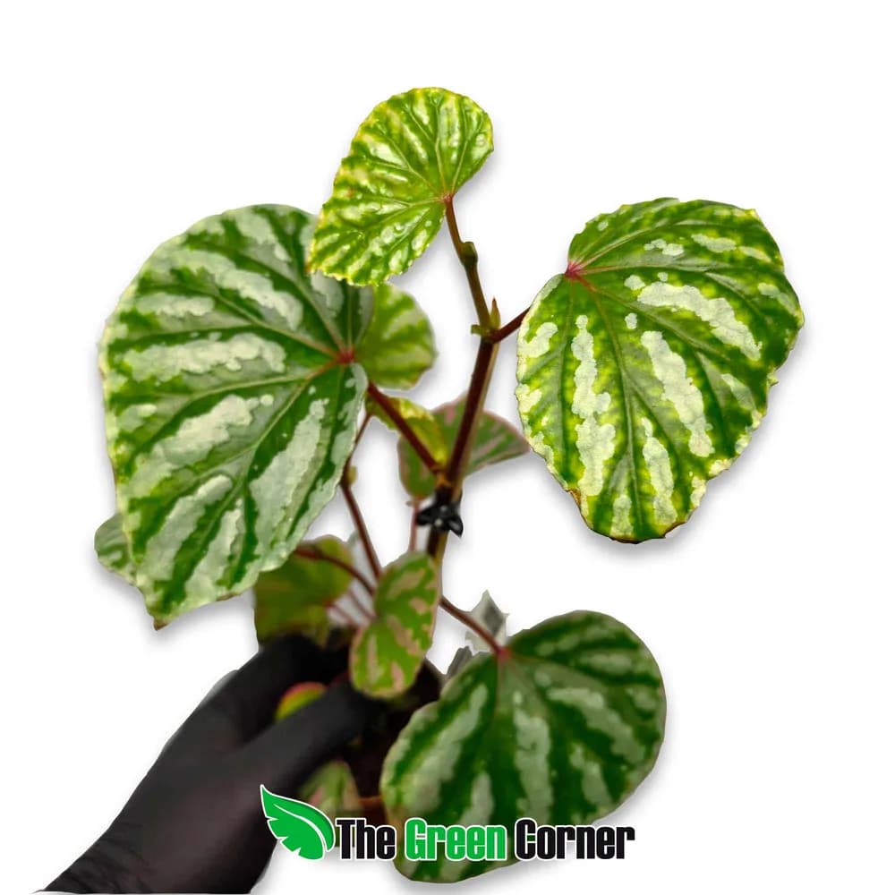 Begonia 'Cream Powder'