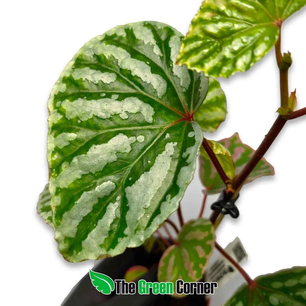 Begonia 'Cream Powder'