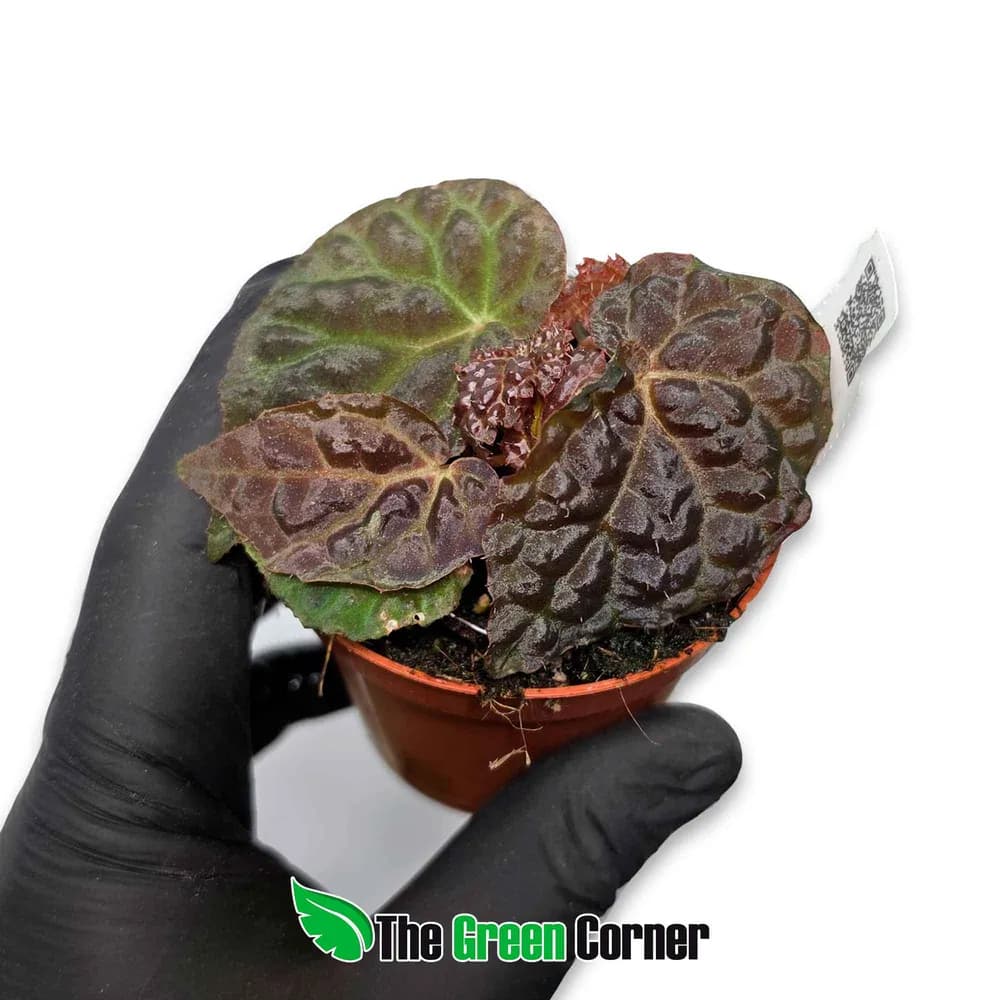Begonia 'Black Mountain'