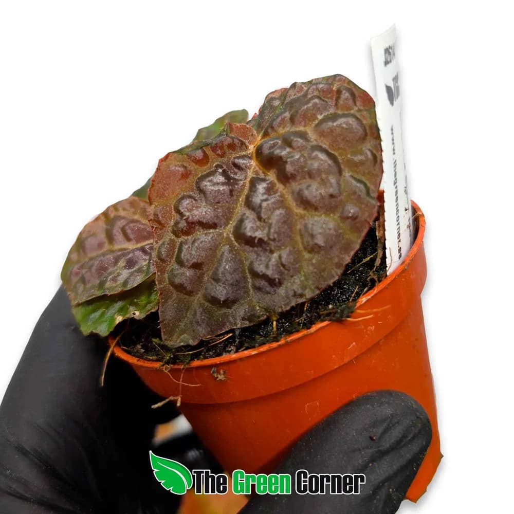 Begonia 'Black Mountain'