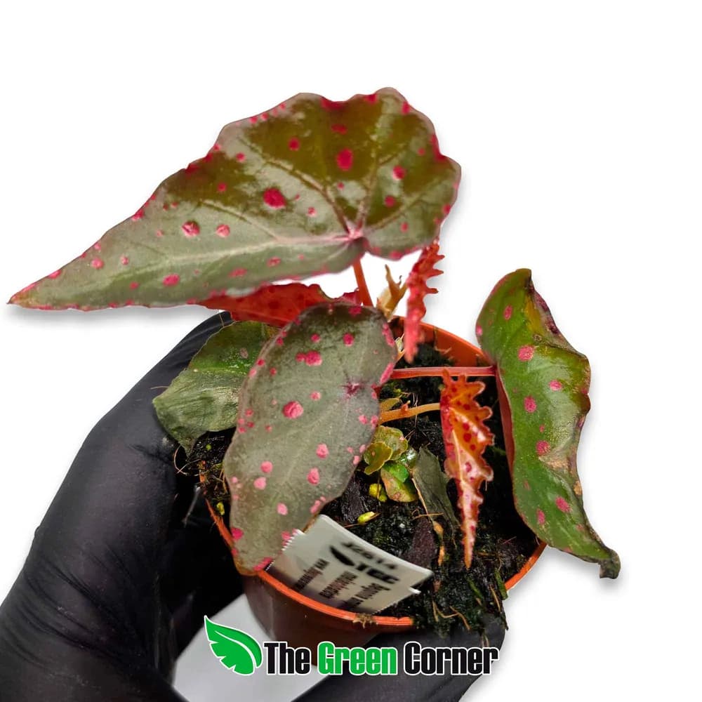 Begonia amphioxus x malachosticta