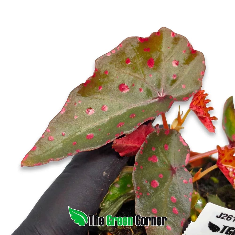 Begonia amphioxus x malachosticta