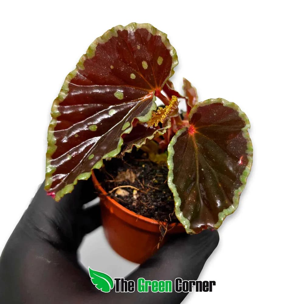 Begonia darthvaderiana 'Green Spots'