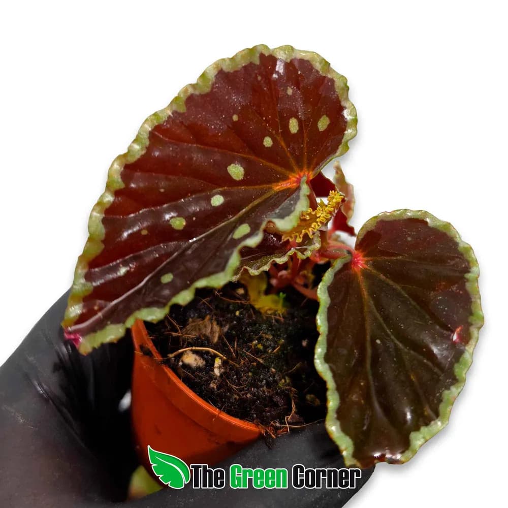Begonia darthvaderiana 'Green Spots'