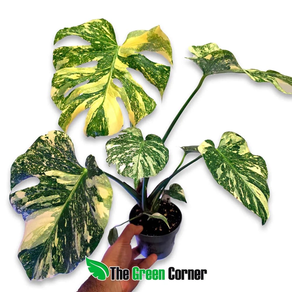 Monstera deliciosa 'Crème Brûlée'