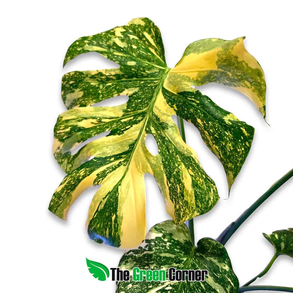 Monstera deliciosa 'Crème Brûlée' 2