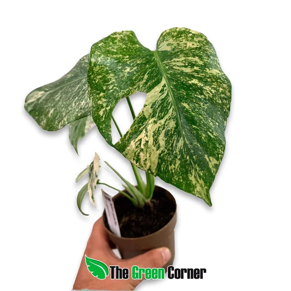 Monstera deliciosa 'Mint'