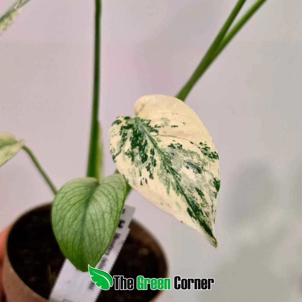 Monstera deliciosa 'Mint' 2