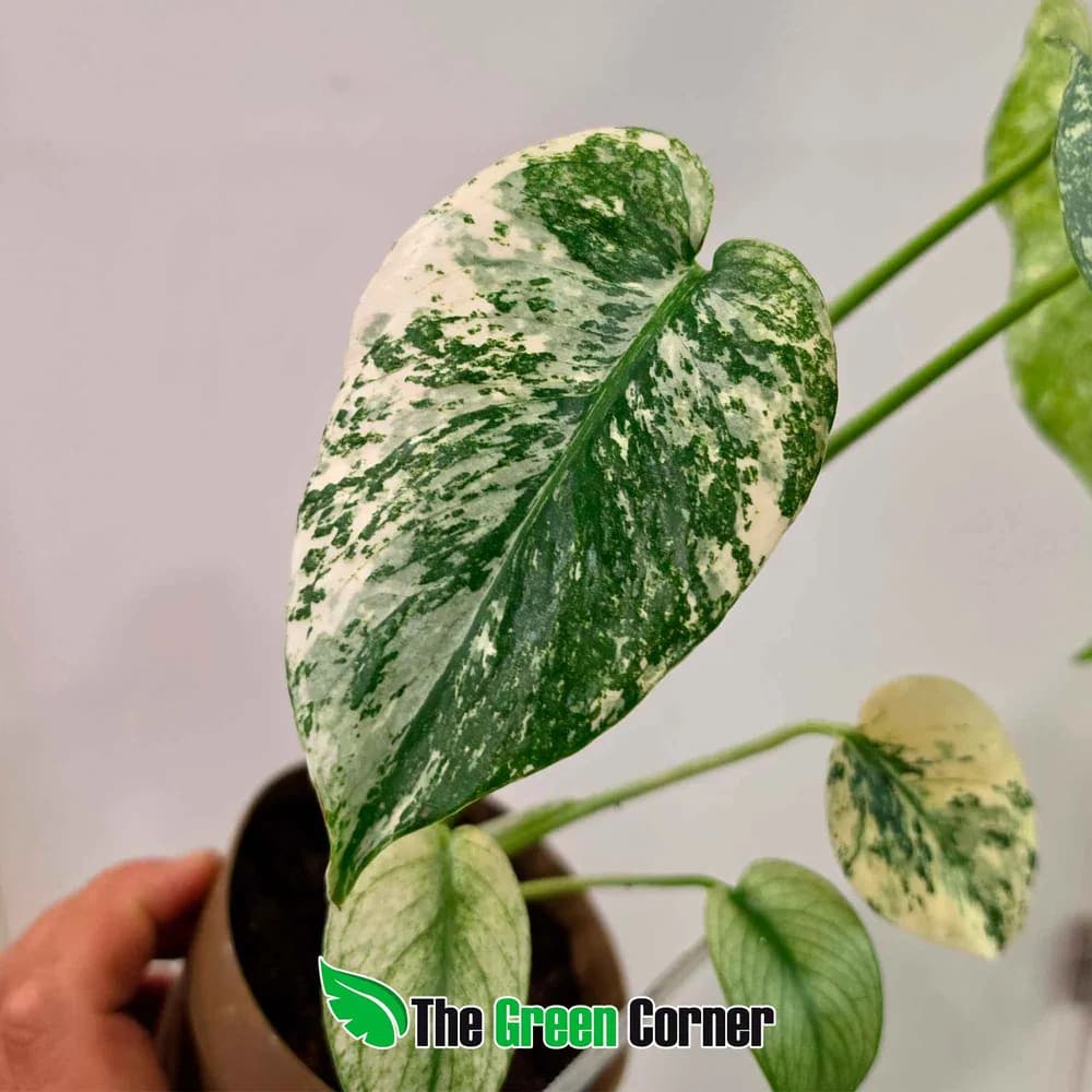 Monstera deliciosa 'Mint' 3