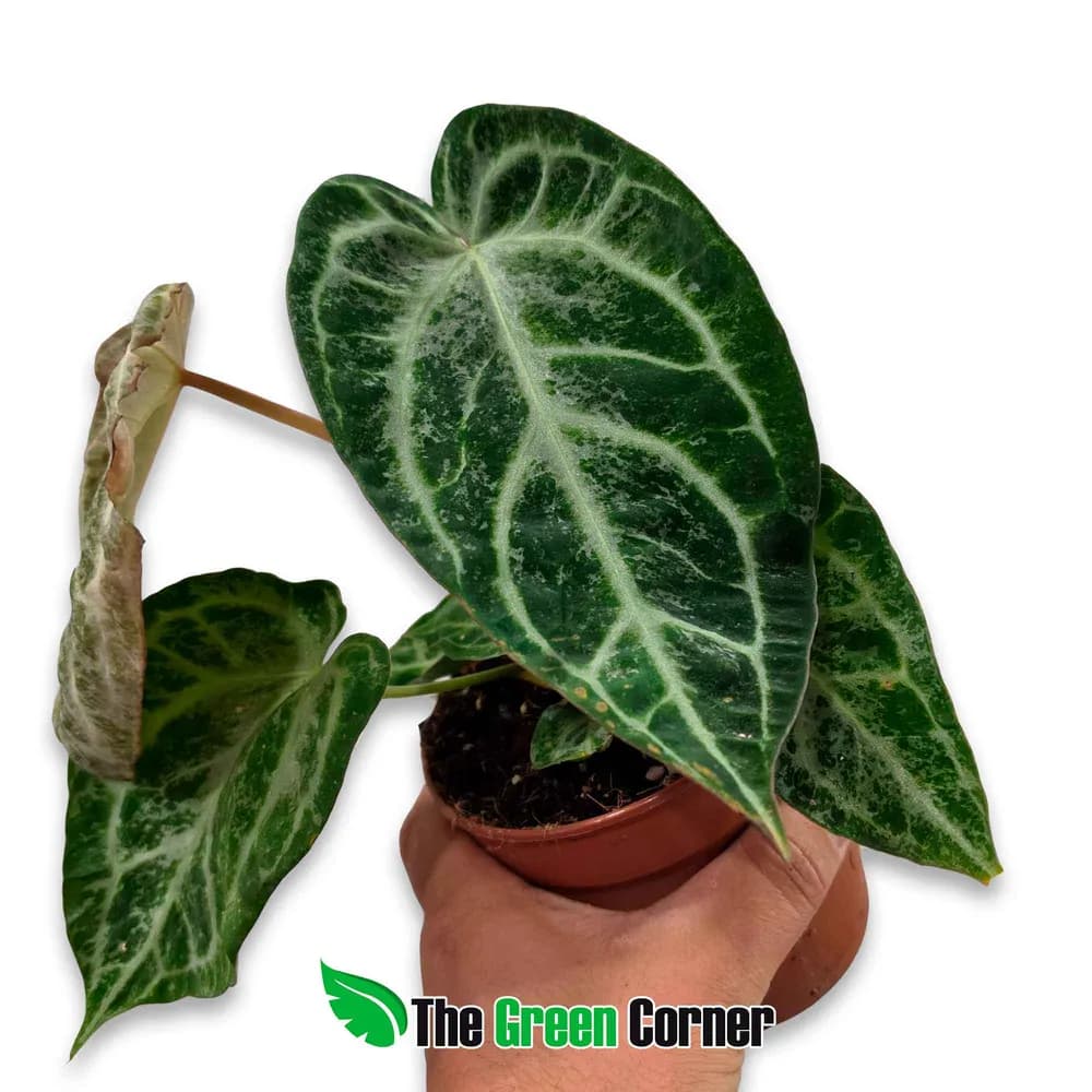 Anthurium Silver Blush Mint