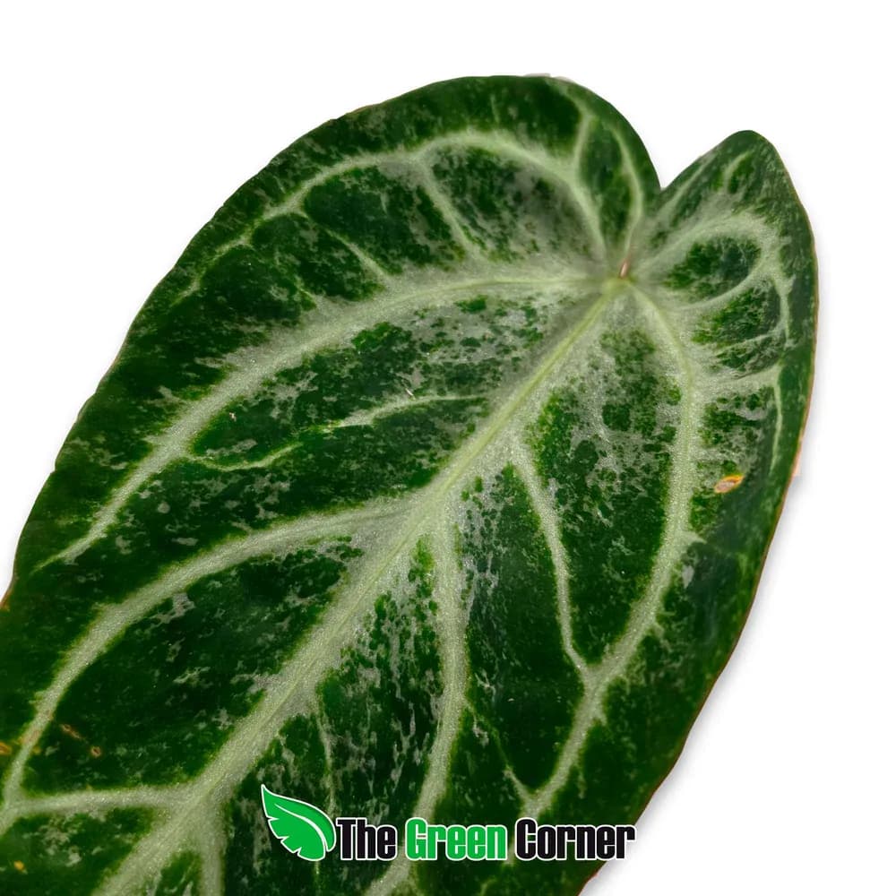 Anthurium Silver Blush Mint 2
