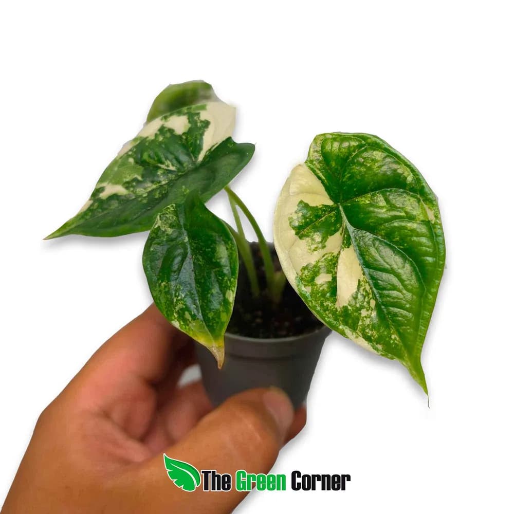 Alocasia 'Dragon Scale' Albo Variegata