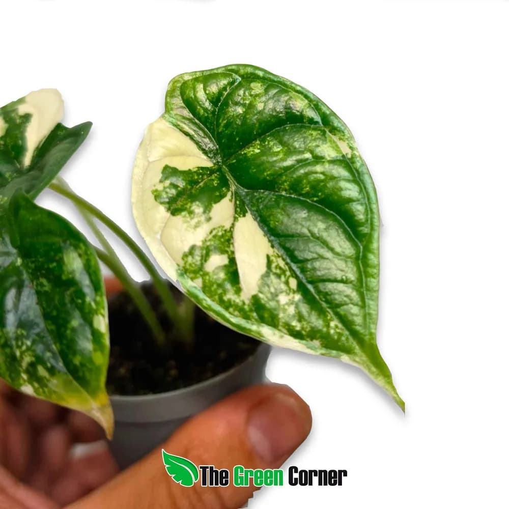 Alocasia 'Dragon Scale' Albo Variegata